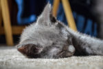 Kitten sleeping