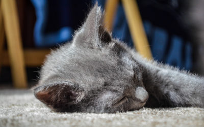 Kitten sleeping