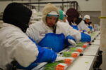 UFCW Local 5 members inside a plant processing carrots and celery